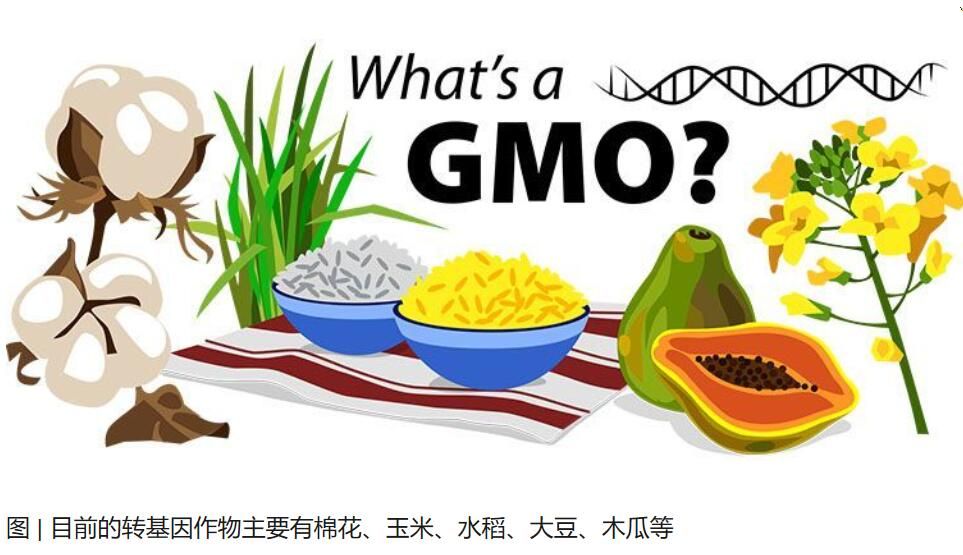 轉基因食品：究竟是天使還是魔鬼？